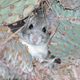 Whitethroat woodrat (Neotoma albigula)